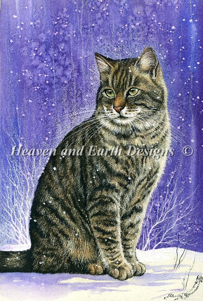 Winter Tabby - Click Image to Close